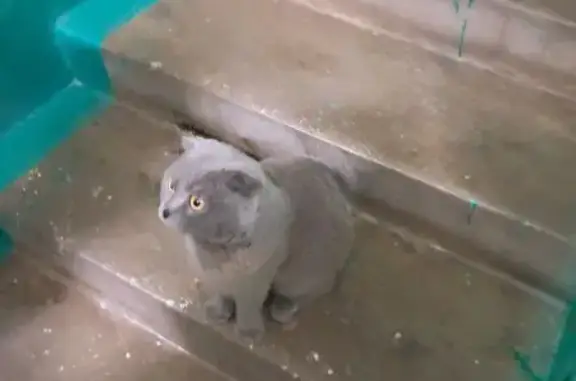 Найдена кошка, Москва, фото: Найдена кошка, Москва, Ясногорская, д. 3 — дымчатый вислоухий британец, домашний