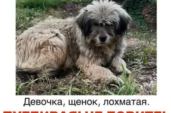 Пропала собака, Москва, Первомайская, д. 76 — лохматая девочка, вывернулась из шлейки - photo