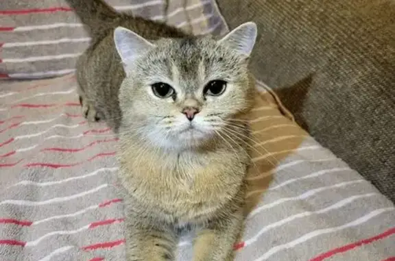 Объявления о пропавших и найденных животных, Липецк, фото: Кошка ищет дом, Липецк — Джесси, британская, 5 лет, ласковая