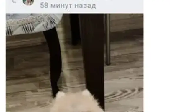 Пропала собака, Сургут — бело-кремовая, ласковая и дружелюбная - photo