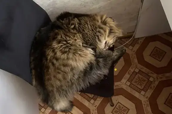Пропала кошка, Альметьевск, Сулеймановой, д. 20 — очень пушистая, с жёлто-зелёными глазами - photo