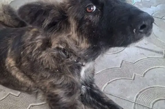 Найдена собака, Владикавказ, фото: Найдена собака, Доватора, д. 37а, Владикавказ — щенок, чёрный ошейник