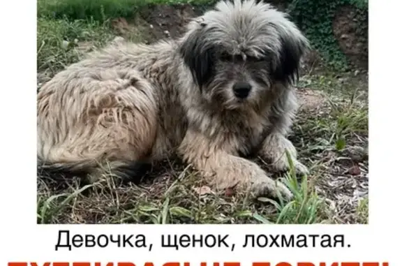 Пропала собака, Москва, Первомайская, д. 76 — лохматая девочка, вывернулась из шлейки - photo