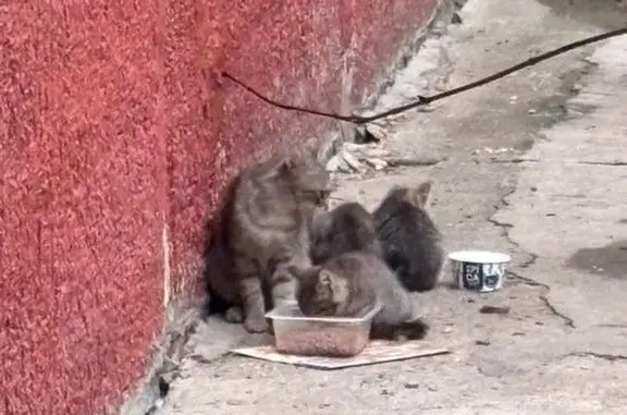 Найдена кошка, Новосибирск, фото: Найдена кошка, Новосибирск, Немировича-Данченко, д. 149 — с 4 котятами