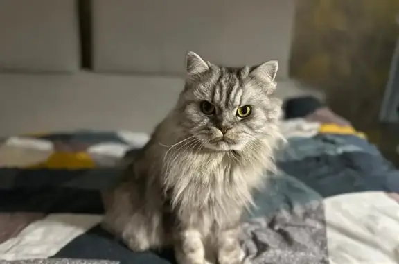 Пропала кошка, Гая, д. 13, Ульяновск — пугливый, может прятаться - photo