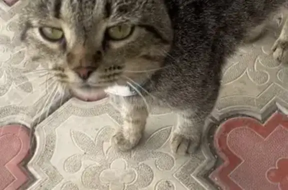 Найдена кошка, Уфа, фото: Найдена кошка, Район Советский (г Уфа), Комсомольская, д. 23а, Уфа — полосатая, очень ласковая