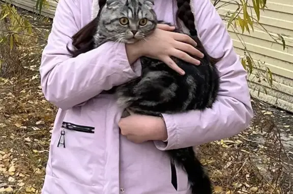 Пропала кошка, Якутск, Дзержинского, д. 12/3 — жёлтые глаза, полосатый серый окрас - photo