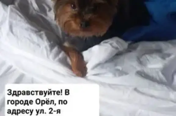 Пропала собака, Орёл, 2-я Пушкарная — сбежал со двора, кличка Персик - photo