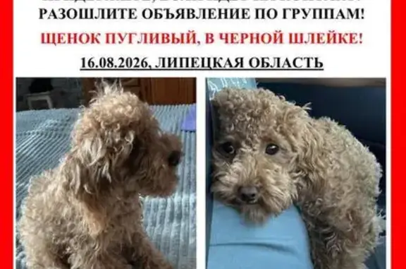 Пропала собака, Хутор Елец-Маланинский, Елец-Маланинский сельсовет — маленькая до 35 см, в чёрной шлейке - photo