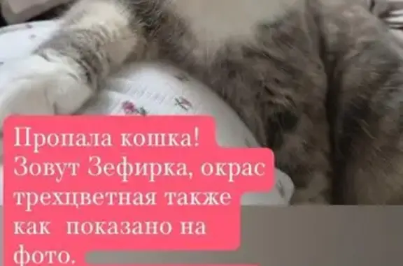 Пропала кошка, Рабочий поселок Приволжский, 5-й квартал, д. 4, Приволжский — окрас трехцветный, глаза зеленые - photo