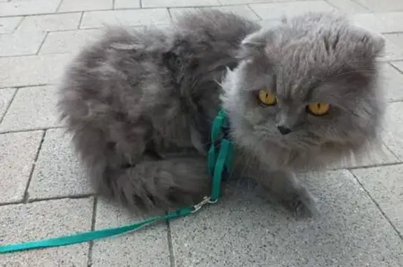 Пропала кошка, ул. Просторная, д. 7, Москва — серая пушистая, жёлтые глаза - photo