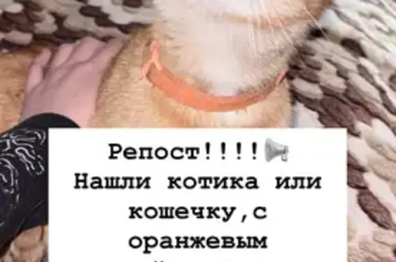 Объявления о пропавших и найденных животных, Якутск, фото: Найдена кошка, Якутск, 50 лет Советской Армии, Якутск — рыжая, в оранжевом ошейнике