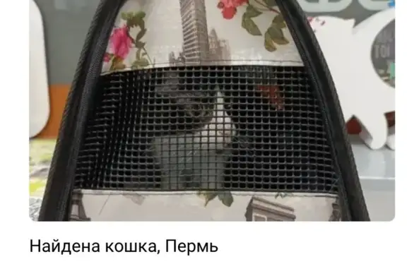 Пропала кошка, Пермь, Ласьвинская, д. 38 — миниатюрная кошечка с маской на морде как у Феликса - photo