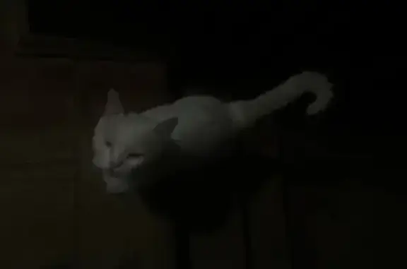 Объявления о пропавших и найденных животных, Тула, фото: Найдена кошка, Тула, Клюева, д. 2 — белая, очень ухоженная