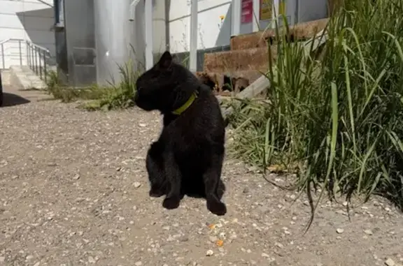 Объявления о пропавших и найденных животных, Барсуки, фото: Найдена кошка, Сельский поселок Барсуки, Шоссейная, д. 1, Барсуки — в ошейнике, кастрирована
