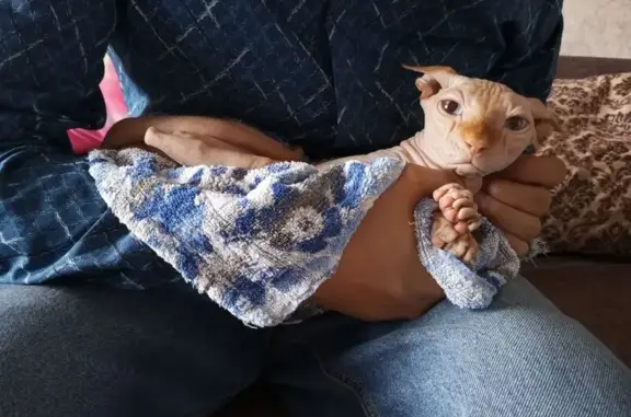 Найдена кошка, Краснодар, фото: Найдена кошка, им. Академика Губкина, д. 94, Краснодар — кастрированная, мкр. Северный