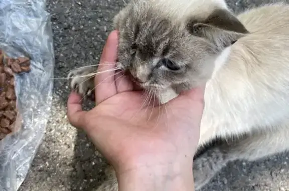 Найдена кошка, Уфа, фото: Найдена кошка, Молодежный, Уфа — красивый окрас, худенький животик