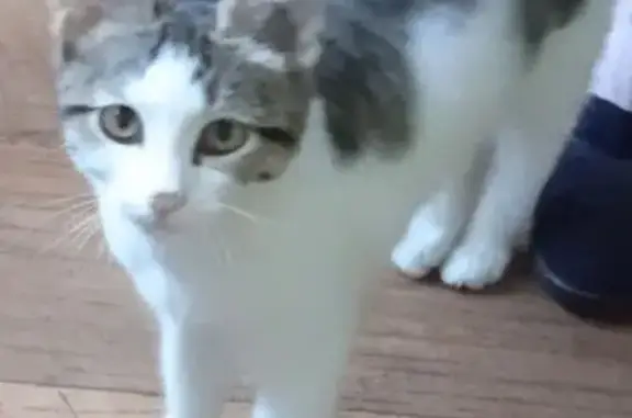 Найдена кошка, Пенза, фото: Найдена кошка, 8 Марта, д. 9, Пенза — короткошёрстная, серая полосатая спина