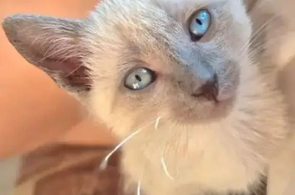 Пропала кошка, Тракторная, д. 1Б, Владимир — котёнок Джаспер, 2 месяца - photo