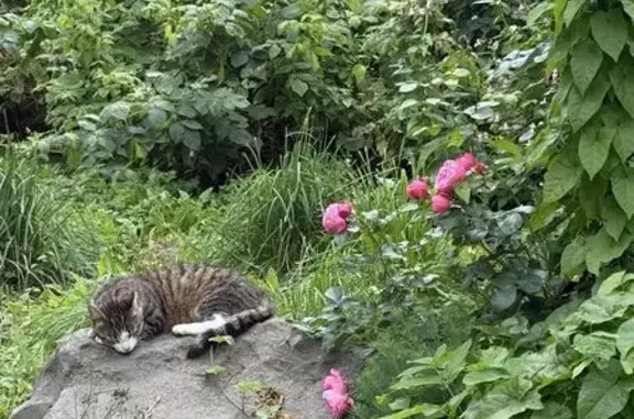Найденные животные Старая Русса, фото: Найдена кошка, Старая Русса, Просвещения, Старая Русса — серый окрас, спокойная