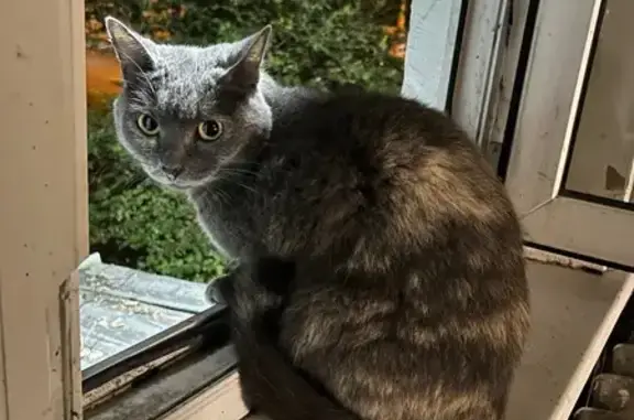 Найдена кошка, Екатеринбург, фото: Найдена кошка, Культуры/Орджоникидзе, д. 30, Екатеринбург — отзывается на кс-кс