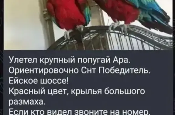 Пропала птица, Краснодар — попугай ара красного окраса, большой светлый клюв - photo