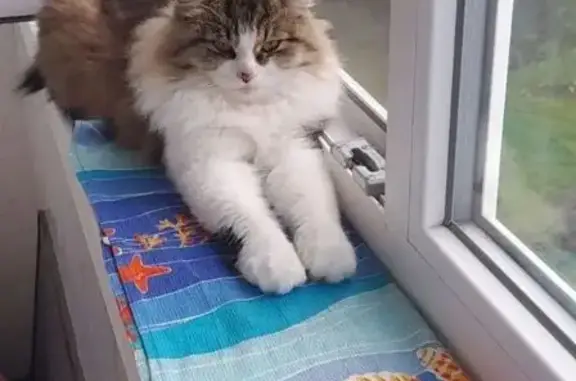 Пропала кошка, Полевской, Декабристов, д. 18, Полевской — небольшая кошка - photo