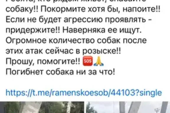 Объявления о пропавших и найденных животных, Раменское, фото: Найдена собака, Поселок станции Бронницы (г Раменское), Раменское — овчарка, черная с коричневым