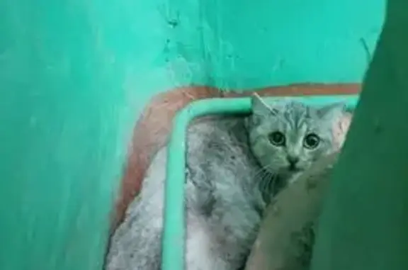 Найдена кошка, Барнаул, фото: Найдена кошка, Барнаул — очень напугана, домашняя