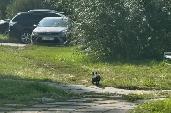 Найдена собака, Омск, фото: Найдена собака, Округ Ленинский (г Омск), Новокирпичная, д. 34, Омск