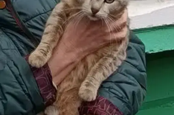 Кошка ищет дом, Москва — котик живет около дома под снос, нужен новый дом - photo