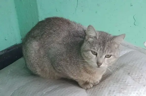Кошка ищет дом, Москва — котик живет около дома под снос, нужен новый дом - photo