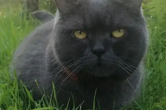 Пропала кошка, Деревня Должицы — откликается на имя Сима, почти 5 лет - photo