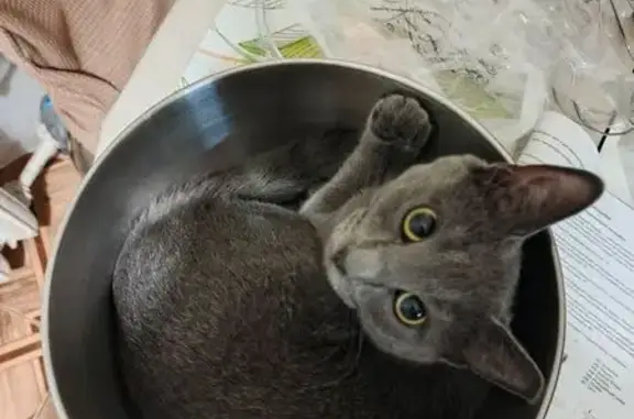 Пропала кошка, Кстово, 2-й, д. 20, Кстово — серая, со серебристой цепочкой - photo