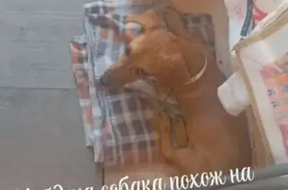 Найдена собака, Зеленоградск, фото: Найдена собака, ул. Ленина, Зеленоградск — рыжая, примерно полгода