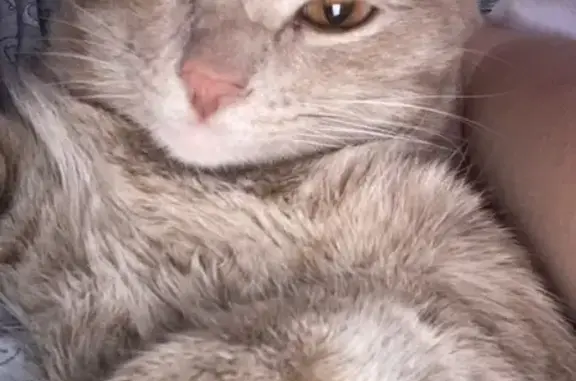 Кошки потеряшки, Иркутск, фото: Потеряшка кошка, Иркутск, Онежская, д. 40 — глаза персикового цвета, песочный полосатый окрас