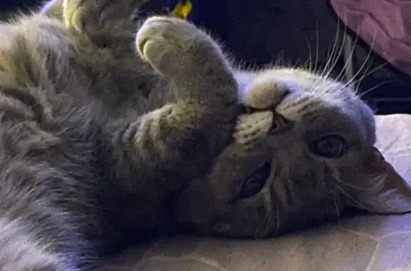 Кошки потеряшки, Елец, фото: Потеряшка кошка, Коммунаров, Елец — серо-полосатая с белыми пятнами на пузике