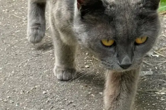 Кошка ищет дом, Химки, СНТ ИВАКИНО — в ошейнике, очень ласковая и добрая - photo