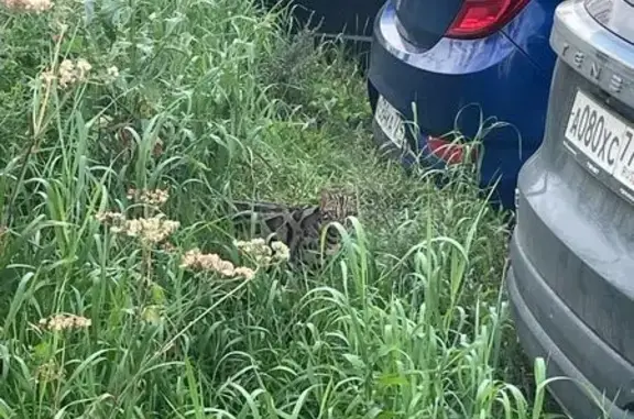 Найдена кошка, Челябинск, фото: Найдена кошка, Район Курчатовский (г Челябинск), Маршала Чуйкова, д. 11, Челябинск — бенгал, бегает на парковке