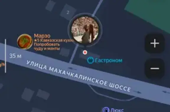 Найденные животные Махачкала, фото: Найдена кошка, Село Тотурбийкала, Махачкала — серенький вислоухий котёнок в красном ошейнике