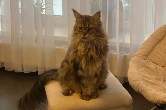 Кошки потеряшки, Тула, фото: Потеряшка кошка, Тула — мейн-кун с ошейником и меткой