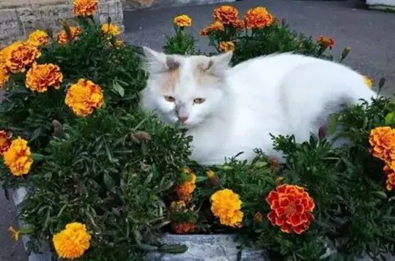 Пропала кошка, Санкт-Петербург, Черняховского, д. 41 — трёхцветная, очень пушистая - photo