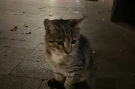Найденные животные Москва, фото: Найдена кошка, Москва, Спартаковская, д. 6 — белые 