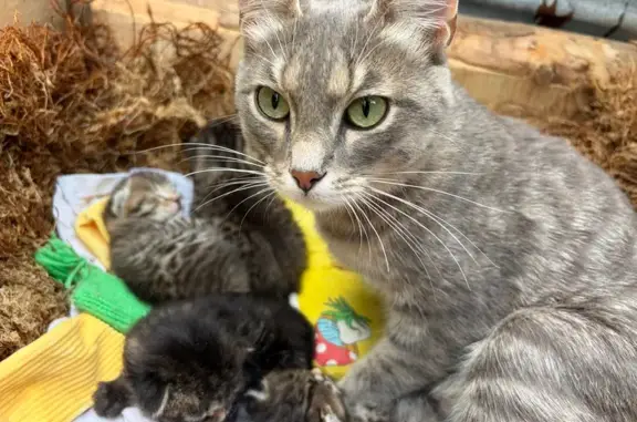 Объявления о пропавших и найденных животных, Пермь, фото: Кошка ищет дом, Пермь — с котятами
