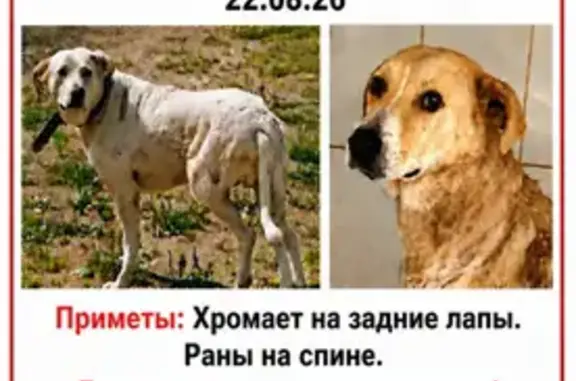 Пропала собака, Территория Массив 2 (деревня Пушкино) (г Электросталь), Электросталь — пёс в ранах, хромает - photo