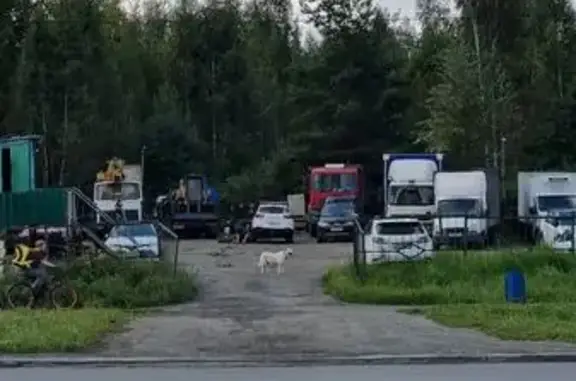 Найдена собака, Челябинск, фото: Найдена собака, Район Центральный (г Челябинск), Академика Королева, д. 52А, Челябинск — белая, с рыжими ушами, к рукам не подходит