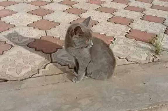 Пропала кошка, Булгар, Альметьевск — серый кот, в районе озера - photo