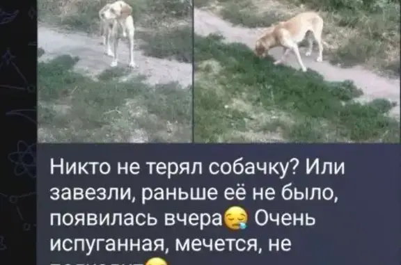 Найденные животные Аксай, фото: Найдена собака, Аксай, Маяковского, Аксай