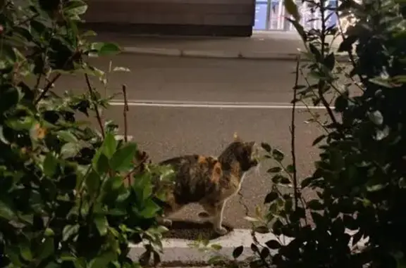 Найдена кошка, Красноярск, фото: Найдена кошка, Район Центральный (г Красноярск), Дубровинского, д. 50, Красноярск — взрослая, домашняя