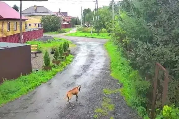 Найдена собака, Казань, фото: Найдена собака, Салмачи, Казань — бегает с семи утра в ошейнике